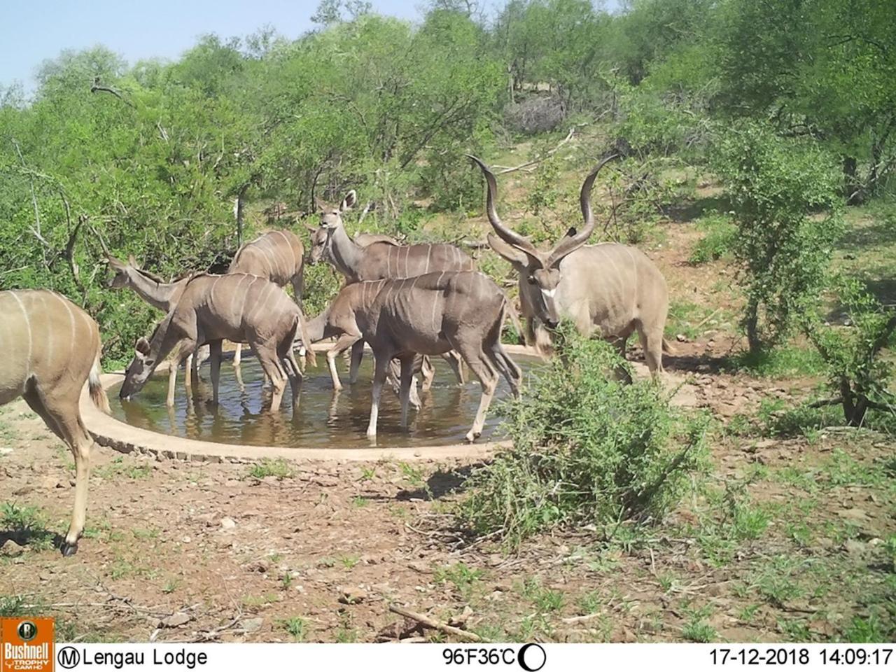Lengau Lodge Grietjie Game Reserve Bagian luar foto